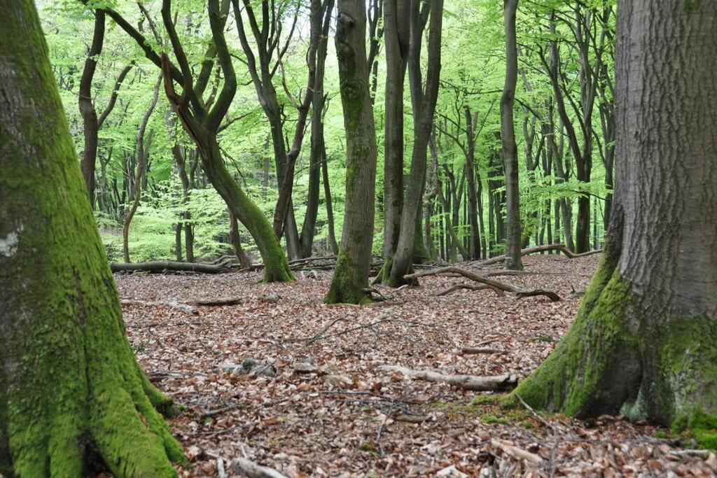 Op Boszicht Genieten Van De Rust & Natuur Putten Ngoại thất bức ảnh